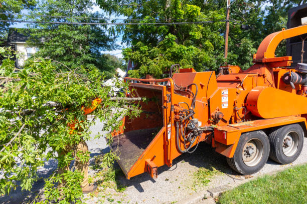 Best Emergency Storm Tree Removal  in Ventnor City, NJ